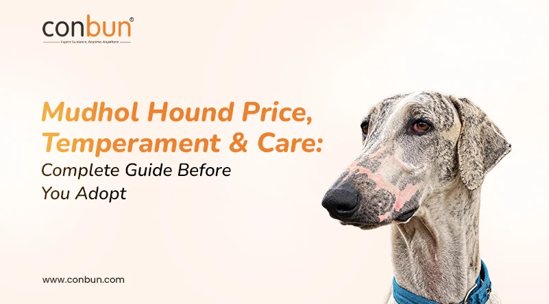 Mudhol Hound Price, Temperament & Care: Complete Guide Before You Adopt